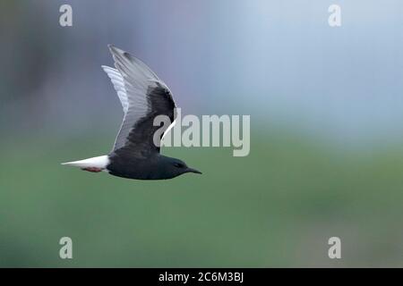 Weißflügelseeschwalbe (Chlidonias leucopterus), im Flug, Seitenansicht, Brutgefieder, Deep Bay, New Territories, Hongkong 14. Mai 2020 Stockfoto