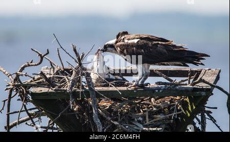 Ein Fischadler füttert einen frischen Fisch zu seinen beiden Jungtieren im Blackwater National; Wildlife Refuge, Cambridge, Dorchester County, MD, USA Stockfoto