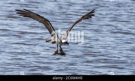 Fischadler fliegt mit einem Fisch zurück zu seinem Nest, um seine Nestlinge zu füttern Stockfoto