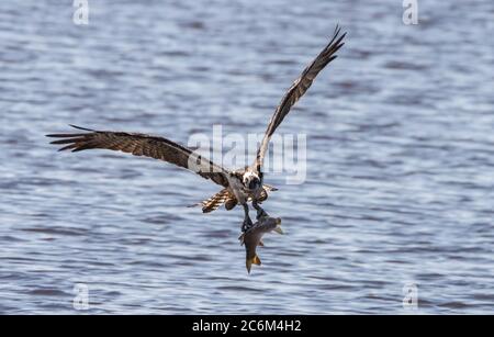 Fischadler fliegt mit einem Fisch zurück zu seinem Nest, um seine Nestlinge zu füttern Stockfoto