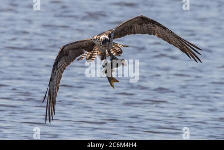 Fischadler fliegt mit einem Fisch zurück zu seinem Nest, um seine Nestlinge zu füttern Stockfoto