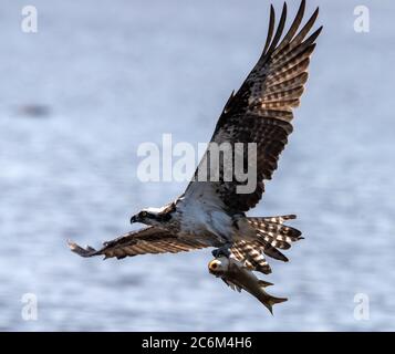 Fischadler fliegt mit einem Fisch zurück zu seinem Nest, um seine Nestlinge zu füttern Stockfoto