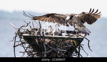 Ein Fischadler füttert einen frischen Fisch zu seinen beiden Jungtieren im Blackwater National; Wildlife Refuge, Cambridge, Dorchester County, MD, USA Stockfoto