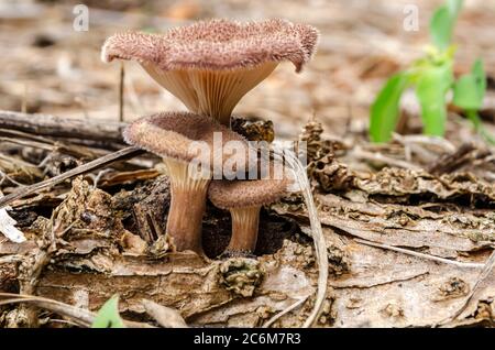 Nahaufsaumpilze Stockfoto