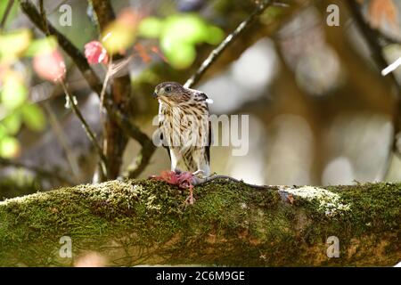 Ein Juvenile Cooper's Hawk aka Accipiter cooperii Stockfoto