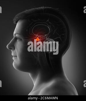 3d Rendering medizinische Illustration eines männlichen Gehirn Anatomie HYPOPHYSE - Querschnitt Stockfoto