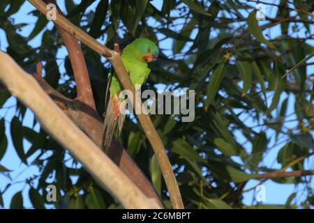 Ein vom Aussterben bedrohte Swift Parrot (Lathamus discolor) in einem Baum in NSW Australien Stockfoto