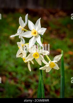 Winter-Jonquils Stockfoto