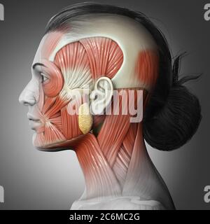 3d-Rendering medizinische Illustration der weiblichen Kopf Anatomie für den Unterricht Stockfoto