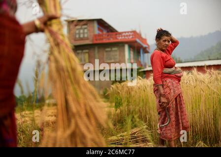 Frauen Bauern ernten Weizen auf einem landwirtschaftlichen Feld im Kavrepalanchok Bezirk, Nepal. Stockfoto