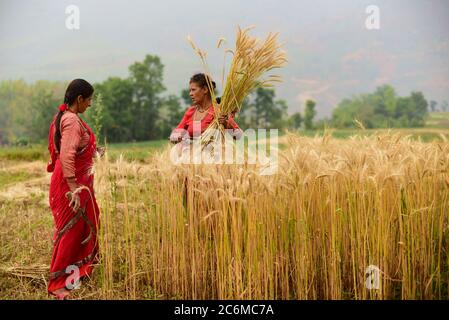 Frauen Bauern ernten Weizen auf einem landwirtschaftlichen Feld im Kavrepalanchok Bezirk, Nepal. Stockfoto