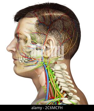 3d-Rendering medizinische Illustration der männlichen Kopf Anatomie für den Unterricht Stockfoto