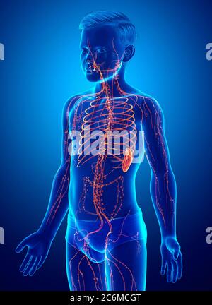 3d gerendert, medizinisch genaue Darstellung eines Jungen lymphatischen Systems Stockfoto