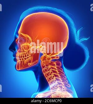 3d gerendert, medizinisch genaue Illustration hervorgehoben Schädel Stockfoto