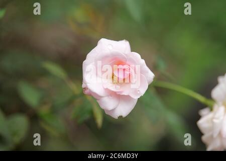 'Bonica' ist eine Strauchrose, die hellrosa Blüten auf einer Pflanze mit der typischen buschigen Wuchsform trägt. Stockfoto