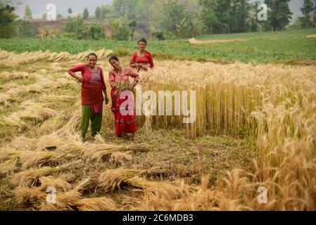 Frauen Bauern ernten Weizen auf einem landwirtschaftlichen Feld im Kavrepalanchok Bezirk, Nepal. Stockfoto