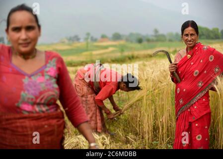 Frauen Bauern ernten Weizen auf einem landwirtschaftlichen Feld im Kavrepalanchok Bezirk, Nepal. Stockfoto