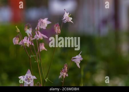 Blühende rosa Columbine Wildflower im Garten weichen Fokus. Stockfoto