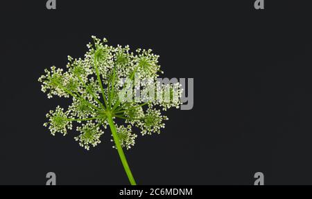 Wildweiß Europäische Blume Kuh Petersilie, auch bekannt unter den Namen wilder Kerbel, wilder Schnabelpsilie oder keck, wissenschaftlicher Name Anthriscus sylvestris Stockfoto