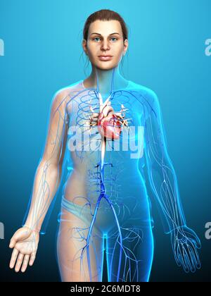 3d-gerendert medizinisch genaue Darstellung der weiblichen Verdauungssystem und Herz Stockfoto
