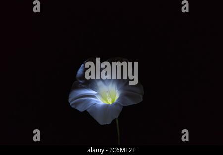 Nahaufnahme einer weißen Blume, die Licht simbolizing Energie von Pflanzen, oder ein Kernkern in einer weißen Pflanze. Hecke Bindweed, Calystegia sepium Stockfoto