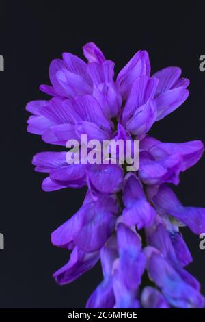 Nahaufnahme der seltsamen violetten Blüten der europäischen Pflanze Tufted Vetch, Kuh Vetch oder Vogel Vetch, wissenschaftlicher Name Vicia cracca Stockfoto