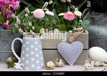 Rosa bellis perennis in Holzkiste und Weidenkätzchen in Milchkanne als Frühlingsdekoration Stockfoto