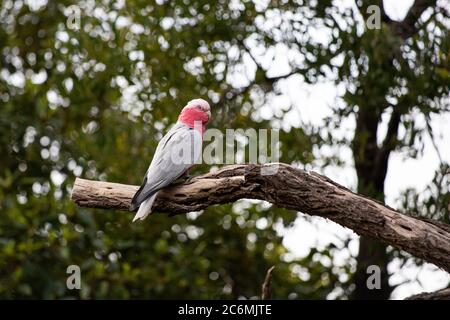 Ein GALAH in einem Baum Stockfoto