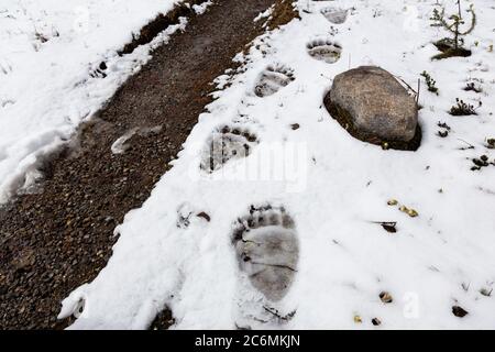 Grizzly Bear Paw druckt im Schnee auf einem Wanderweg im Banff National Park Stockfoto