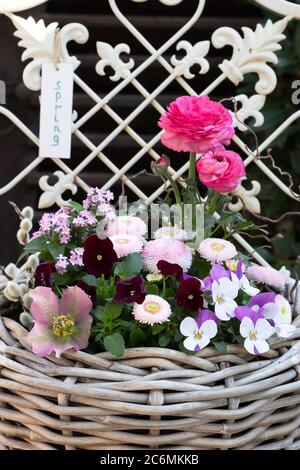 Frühlingsblumen in rosa und lila im Korb als Gartendekoration Stockfoto