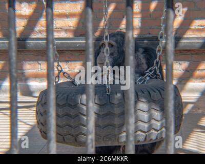 Schimpansen im Käfig, Jagodina ZOO, Serbien. Trophodyten schwenken Stockfoto