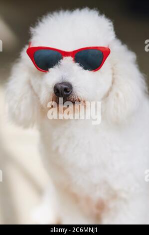 Pudel Hund sitzt in Sonnenbrille Porträt Nahaufnahme Stockfoto