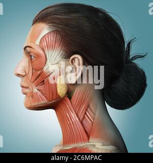 3d-Rendering medizinische Illustration der weiblichen Kopf Anatomie für den Unterricht Stockfoto