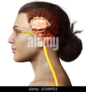 3D-gerenderte Medizinisch genaue Abbildung der inneren Anatomie des Gehirns Stockfoto