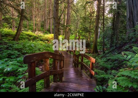 Holzweg im Regenwald an einem lebhaften sonnigen Tag. Stockfoto