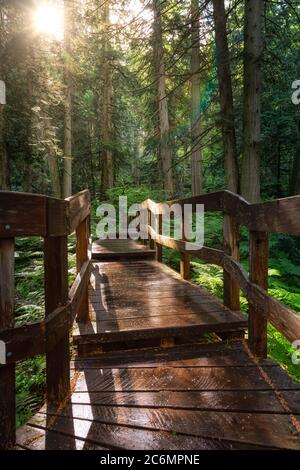 Holzweg im Regenwald an einem lebhaften sonnigen Tag. Stockfoto