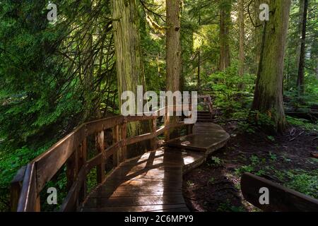 Holzweg im Regenwald an einem lebhaften sonnigen Tag. Stockfoto