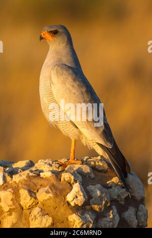 Blasse Gesänge Goshawk (Melierax canorus) thront auf einem Felsblock in dramatischem goldenem Licht Stockfoto