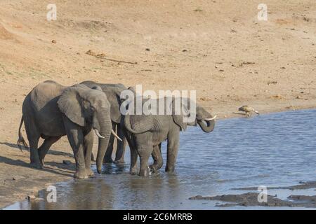 Elefantenherde, die friedlich an einem Wasserloch im Krüger Nationalpark, Südafrika, trinken und baden Stockfoto