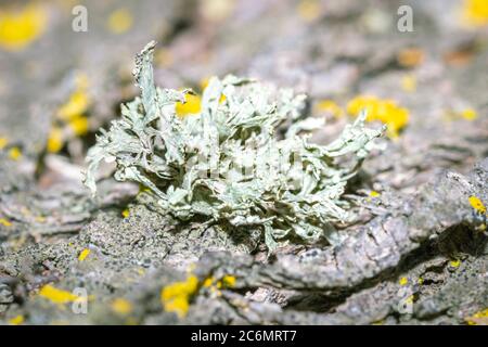 Grüne und graue Moospflanze, die auf einem feuchten Stück Baumrinde wächst, Kapstadt, Südafrika Stockfoto