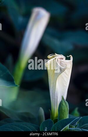 Datura stramonium. Dornapfel. Jimsonweed. jimson Weed. Teufelsschnalle. Nahaufnahme einer weißen Blume. Stockfoto