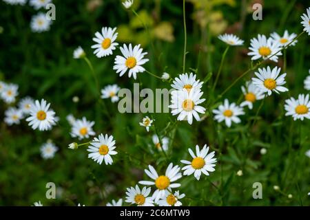 Viele Kamillenblumen auf breitem Feld unter Mittagssonne.Gänseblümchen in einer Wiese reich an Blumen.Grünes Gras und Kamillen in der Natur, im Garten Stockfoto