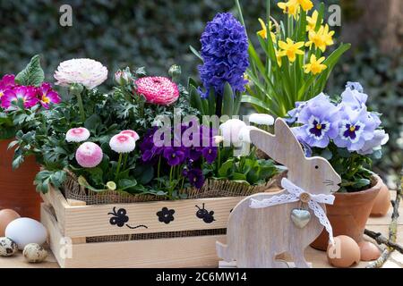 osterdekoration mit Frühlingsblumen und osterhase Stockfoto