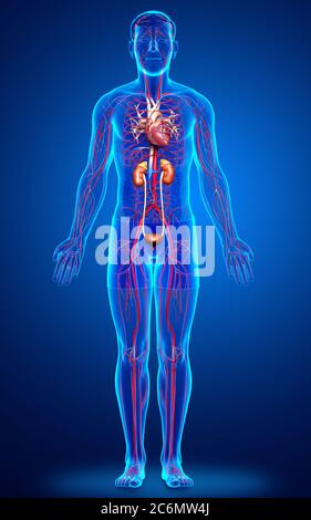 3d gerendert, medizinisch genaue Darstellung der Nieren und des Kreislaufsystems Stockfoto