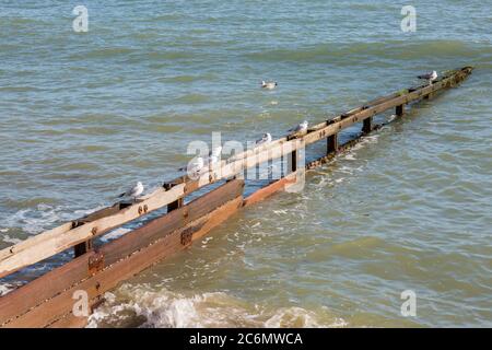 Möwen auf einer hölzernen Groyne, in Shanklin, Isle of Wight Stockfoto