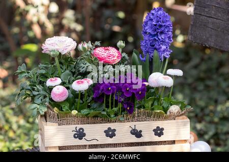 Frühlingsblumen in Holzkiste als Gartendekoration Stockfoto