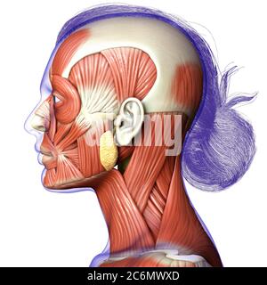 3d-Rendering medizinische Illustration der weiblichen Kopf Anatomie für den Unterricht Stockfoto