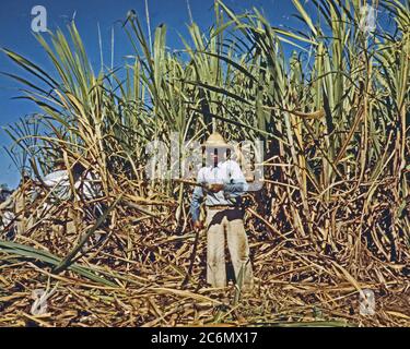 Zuckerrohr Arbeiter in den reichen Bereich, nähe von Puerto Rico Guanica, Januar 1942 Stockfoto