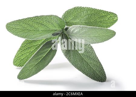 Frische Salbei Blätter (Salvia officinalis) isoliert w Clipping Pfade Stockfoto