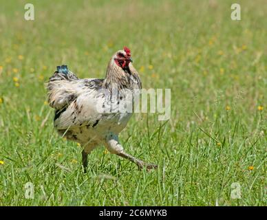 Huhn frei Walkabout der Wiesen und Weiden an der Tuckahoe Plantage, in Goochland County, VA-Bereich am 5. Mai 2011. Wo sie grasen auf den Rasen Sie auch nährstoffreichen Dung den Boden neu zu beleben, die nachwachsen. Die Plantage war das Elternhaus von Präsident Thomas Jefferson, der von 1745 bis 1752, heute ist es ein Bauernhof mit Rinder, Schafe, Hühner und Kaninchen Fleisch liefern zu Fall Line Farmen eine lokale Essen Hub. Fall Line Farmen bietet eine breite Palette von Haushalts Grundnahrungsmittel und spezielle Produkte auf einem sich ständig verändernden bestand aus Obst, Gemüse, Fleisch, Seifen, Eier, c Stockfoto